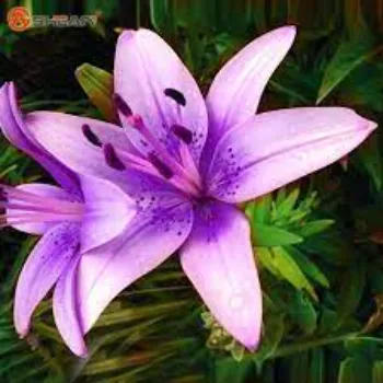 Fresh Lily Flower